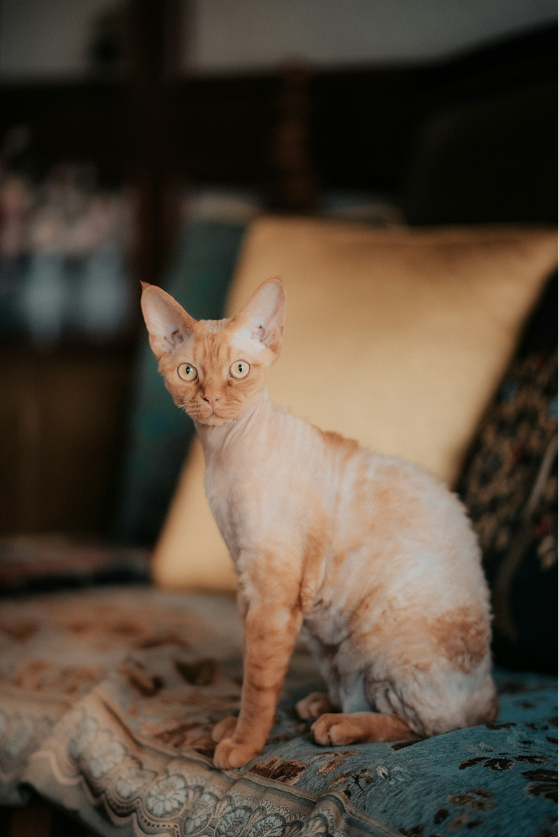 Devon Rex
